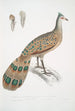 Polyplectron de Hardwicke Polyplectron Hardwickii - John Edward Gray — visning af kunstværket