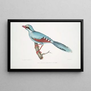 John Edward Gray - Hunting Crow Kitta venatorius.webp