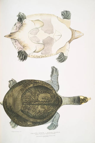 John Edward Gray - Hurum Trionyx Trionyx Hurum.webp