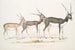 den indiske antilope Antilope cervicapra 1 Ung i januar 1822 2 samme individ slut oktober 1823 3 Voksen - John Edward Gray — visning af kunstværket