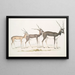 den indiske antilope Antilope cervicapra 1 Ung i januar 1822 2 samme individ slut oktober 1823 3 Voksen - John Edward Gray — indrammet kunstværk på væggen