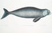 Dugong indisk Halicora Dugung - John Edward Gray — visning af kunstværket