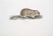 Souris des champs indienne Arvicola Indica - John Edward Gray — visning af kunstværket