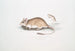 Rat Gerboise Indien Gerbillus Indicus - John Edward Gray — visning af kunstværket