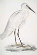 Héron blanc indien Ardea orientalis - John Edward Gray — visning af kunstværket