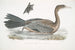 Cormoran javanais Crabo Carbo Javannica - John Edward Gray — visning af kunstværket