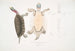 Kachuga Terrapin Emys Kachuga - John Edward Gray — visning af kunstværket