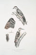 Pic épeichette Picus Macei 1 han 2 hunner 2a vinge 2b hale - John Edward Gray — visning af kunstværket