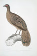 Faisan paon ligné Polyplectron lineatum - John Edward Gray — visning af kunstværket