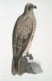 Aigle pêcheur ligné Halitus lineatus - John Edward Gray — visning af kunstværket