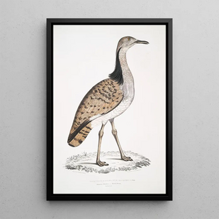 John Edward Gray - Macqueens Bustard Otis Macqueenii Hamalaya Mountains.webp