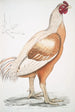 Coq de Malabar Gallus gigantea i naturlig størrelse - John Edward Gray — visning af kunstværket