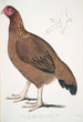Poule de Malabar Gallus giganteus almindelig i Doab - John Edward Gray — visning af kunstværket