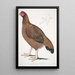 Poule de Malabar Gallus giganteus almindelig i Doab - John Edward Gray — indrammet kunstværk på væggen