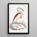 Héron à dos marron Ardea Grayii - John Edward Gray — indrammet kunstværk på væggen
