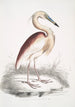 Héron à dos marron Ardea Grayii - John Edward Gray — visning af kunstværket