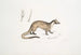 Paradoxure masqué Paradoxurus Viverra Larvatus - John Edward Gray — visning af kunstværket