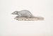 Musaraigne musquée Sorex myosurus - John Edward Gray — visning af kunstværket
