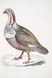 Faisan tétras de Nigell Tetraogallus Nigellii adulte montagnes de l'Himalaya - John Edward Gray — visning af kunstværket