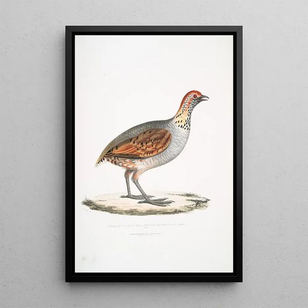 John Edward Gray - Olive Partridge Perdix olivacea.webp