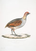 Perdrix olive Perdix olivacea - John Edward Gray — visning af kunstværket