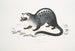 Paradoxe de Pallas, Paradoxurus Pallasii, Indien - John Edward Gray — visning af kunstværket