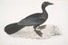 Cormoran pygmée Carbo pygmaeus pygmaeus - John Edward Gray — visning af kunstværket