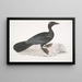 Cormoran pygmée Carbo pygmaeus pygmaeus - John Edward Gray — indrammet kunstværk på væggen