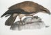Aigle pêcheur uni Halitus unicolor - John Edward Gray — visning af kunstværket