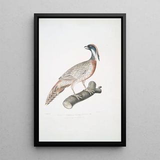 John Edward Gray - Pucras Pheasant Phasianus Pucrasia.webp