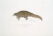 Pangolin med kort hale Manis brachyura - John Edward Gray — visning af kunstværket