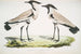 Vandrefalk med fjerede vinger, Charadrius ventralis, han og hun - John Edward Gray — visning af kunstværket