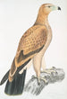 Aigle fauve Aquilla fulvescens - John Edward Gray — visning af kunstværket