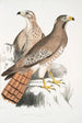 Buse Teesa Buzard Buteo Teesa 1 ung 2 gammel fugl - John Edward Gray — visning af kunstværket