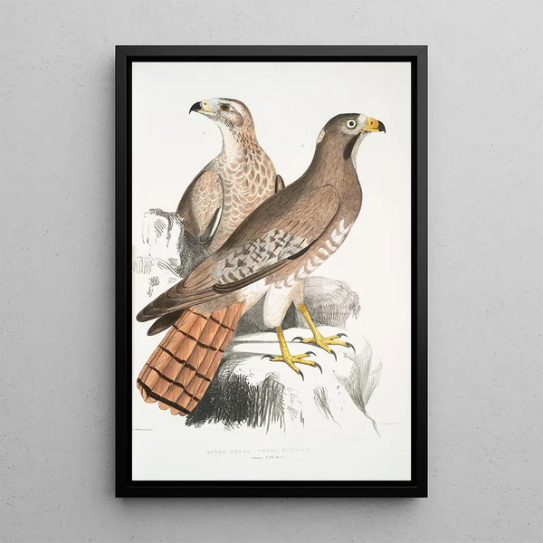 John Edward Gray - Teesa Buzard Buzzard Buteo Teesa 1 Young 2 Old Bird.webp