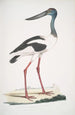 Jabiru Tetaar Ciconia Mycteria Australis - John Edward Gray — visning af kunstværket