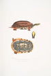 Tortue-boîte à trois bandes Cistuda trifasciata - John Edward Gray — visning af kunstværket