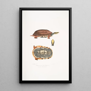 John Edward Gray - Three Banded Box Terrapin Cistuda trifasciata.webp