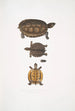 Terrapin dentelé Emys dentata - John Edward Gray — visning af kunstværket