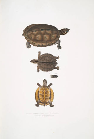 John Edward Gray - Toothed Terrapin Emys dentata.webp