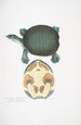 Trionyx valvulaire Emyda punctata Trionyx granosus - John Edward Gray — visning af kunstværket