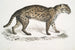 Vivirine Viverrine Chat Felis Vivirinus Viverrinus - John Edward Gray — visning af kunstværket