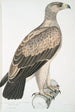 Aigle à points blancs Aquilla punctata - John Edward Gray — visning af kunstværket
