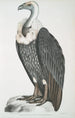 Vautour à dos blanc Vultur leuconota - John Edward Gray — visning af kunstværket