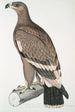 Aigle à bandes blanches Aquilla bifasciata - John Edward Gray — visning af kunstværket