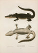 Alligator du Mississippi - John Edwards Holbrook — visning af kunstværket