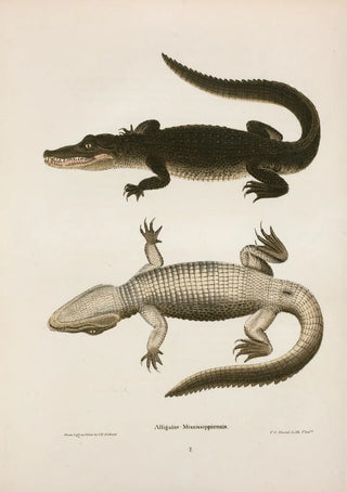 John Edwards Holbrook - Alligator Mississippiensis.webp