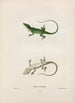 Anolis de Caroline - John Edwards Holbrook — visning af kunstværket
