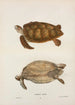 Tortue verte Chelonia mydas - John Edwards Holbrook — visning af kunstværket