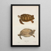 Tortue verte Chelonia mydas - John Edwards Holbrook — indrammet kunstværk på væggen